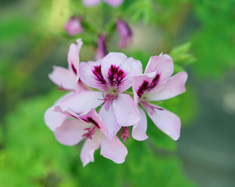 Pelargonium 'Citronella' (Scented Geranium)